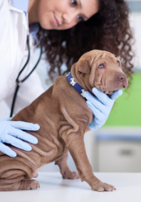Veterinarian Examining a Brown Dog