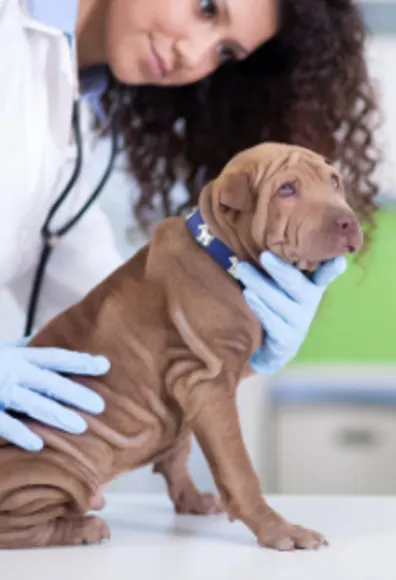 Veterinarian Examining a Brown Dog Veterinarian Examining a Brown Dog