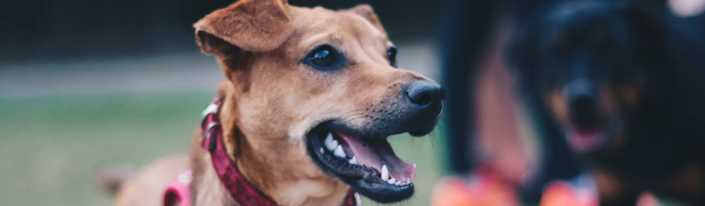 Dog smiling with a blurry background Dog smiling with a blurry background