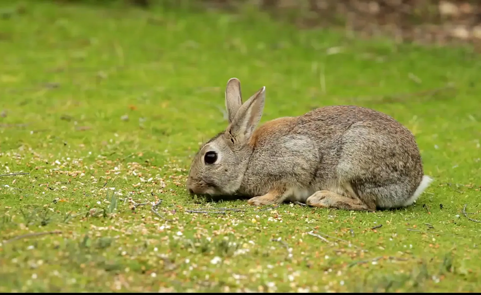 Rabbit Grass Rabbit Grass