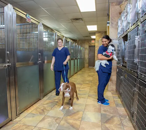 Staff members tending to dogs in the kennel Staff members tending to dogs in the kennel