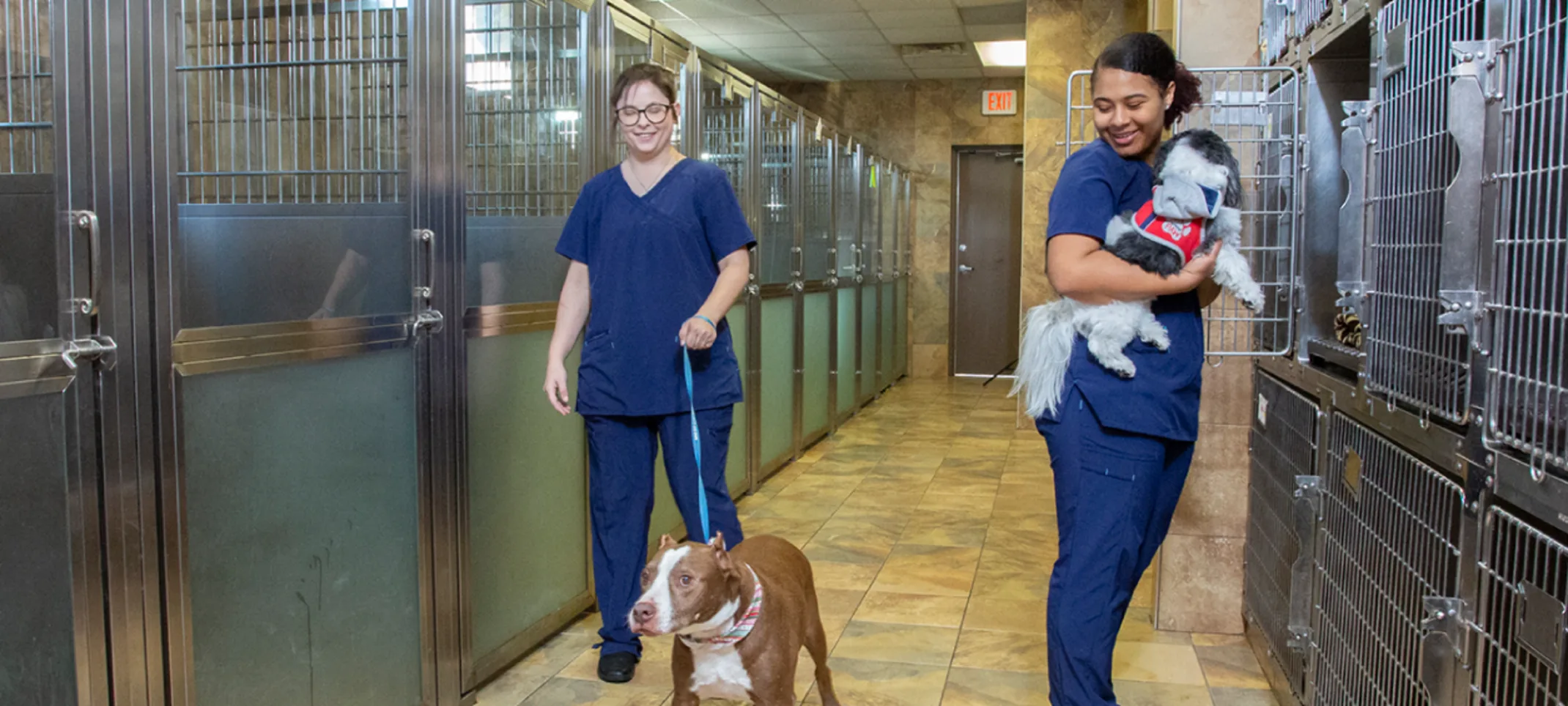 Staff members tending to dogs in the kennel Staff members tending to dogs in the kennel
