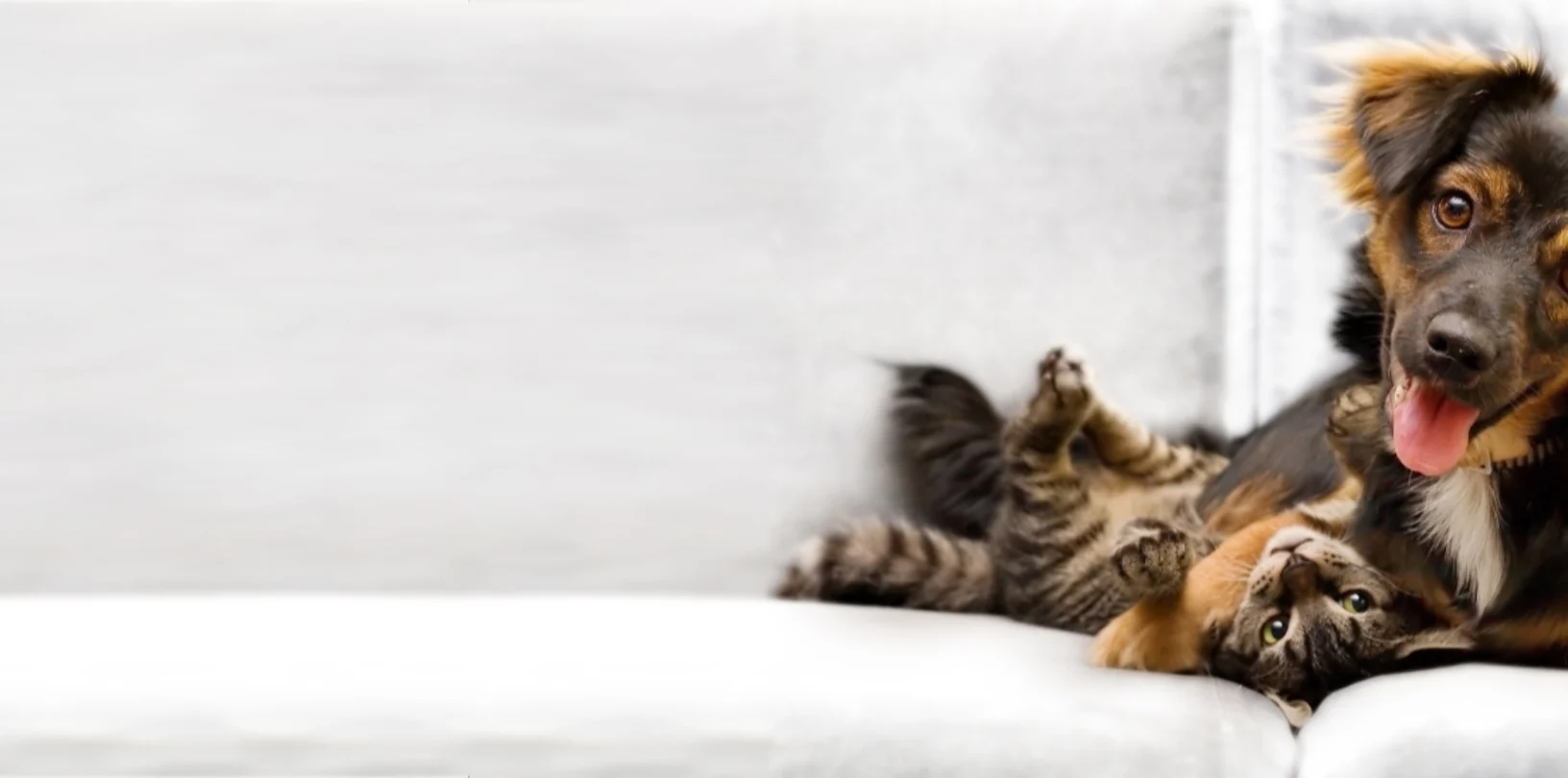 Smiling dog cuddle with cat Smiling dog cuddle with cat