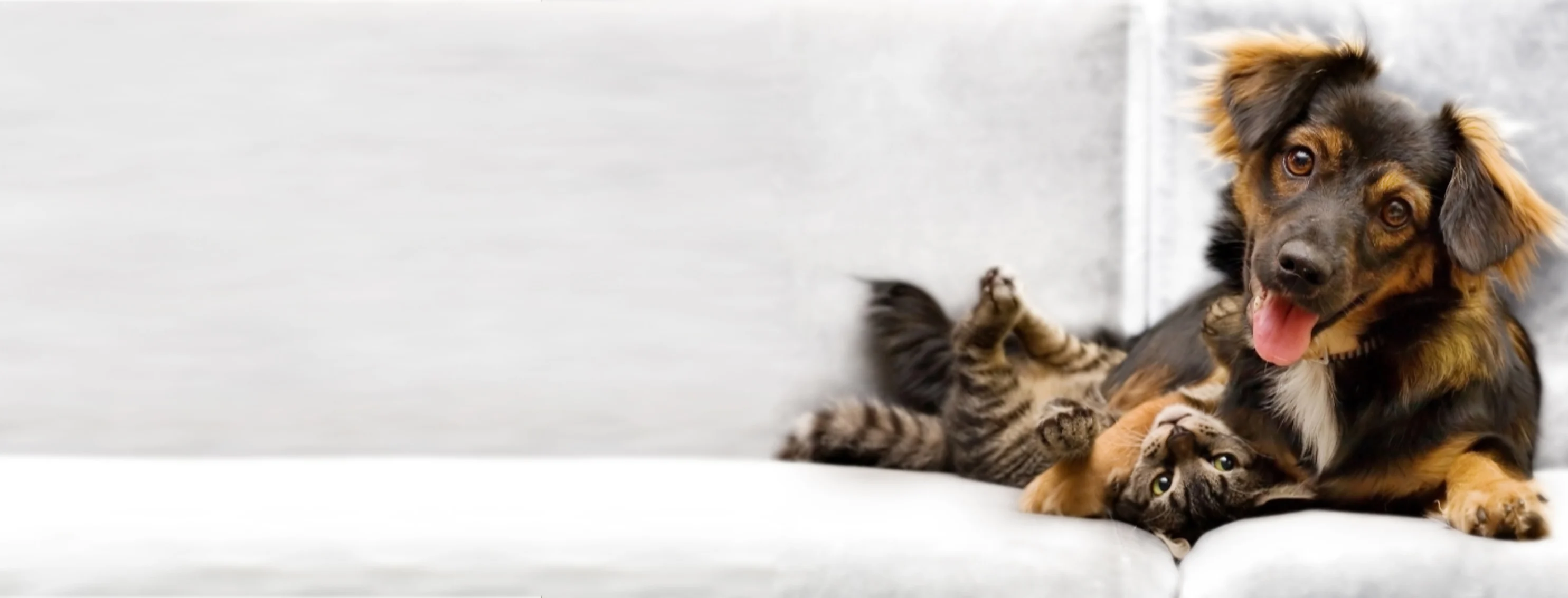 Smiling dog cuddle with cat Smiling dog cuddle with cat