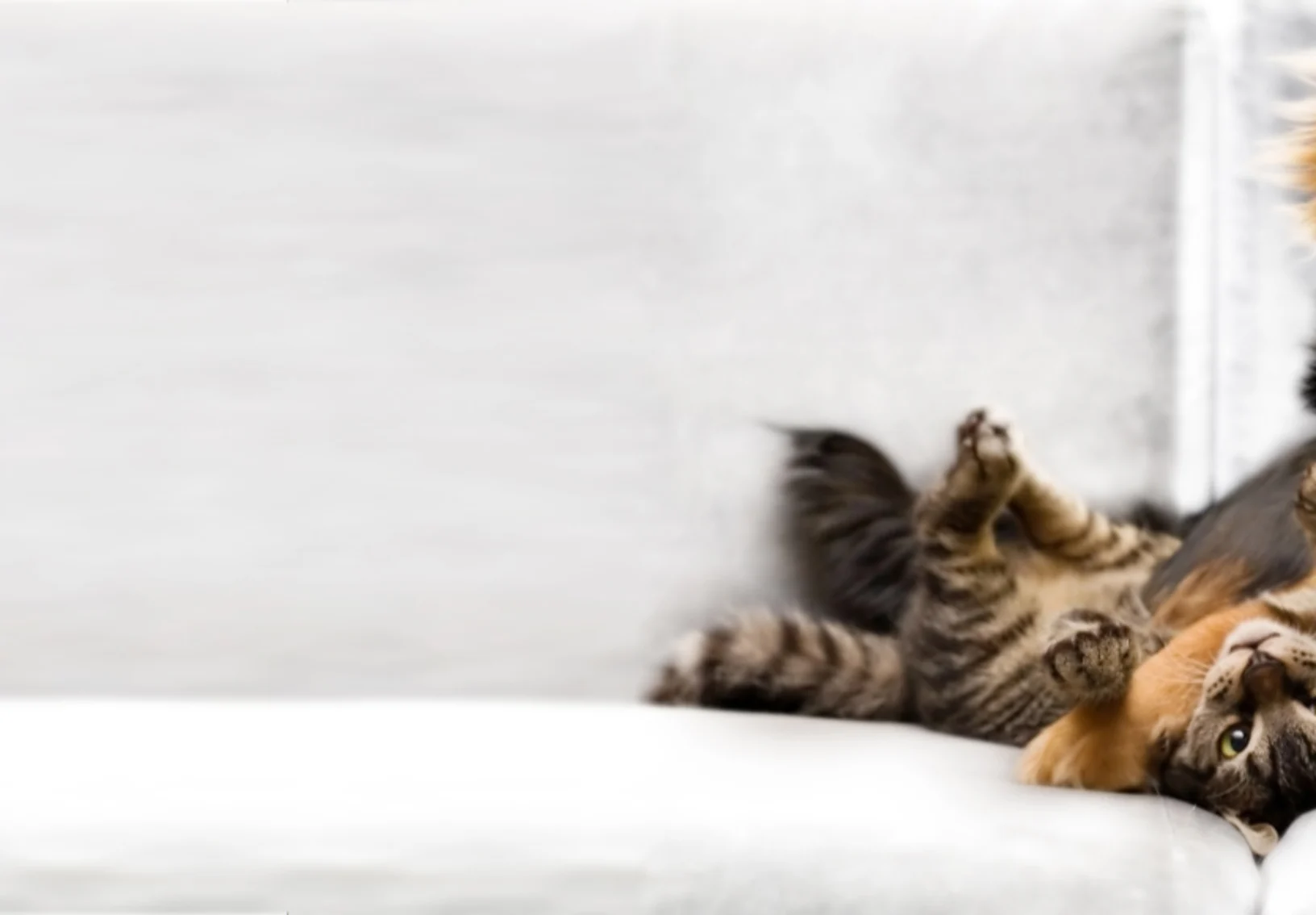 Smiling dog cuddle with cat Smiling dog cuddle with cat
