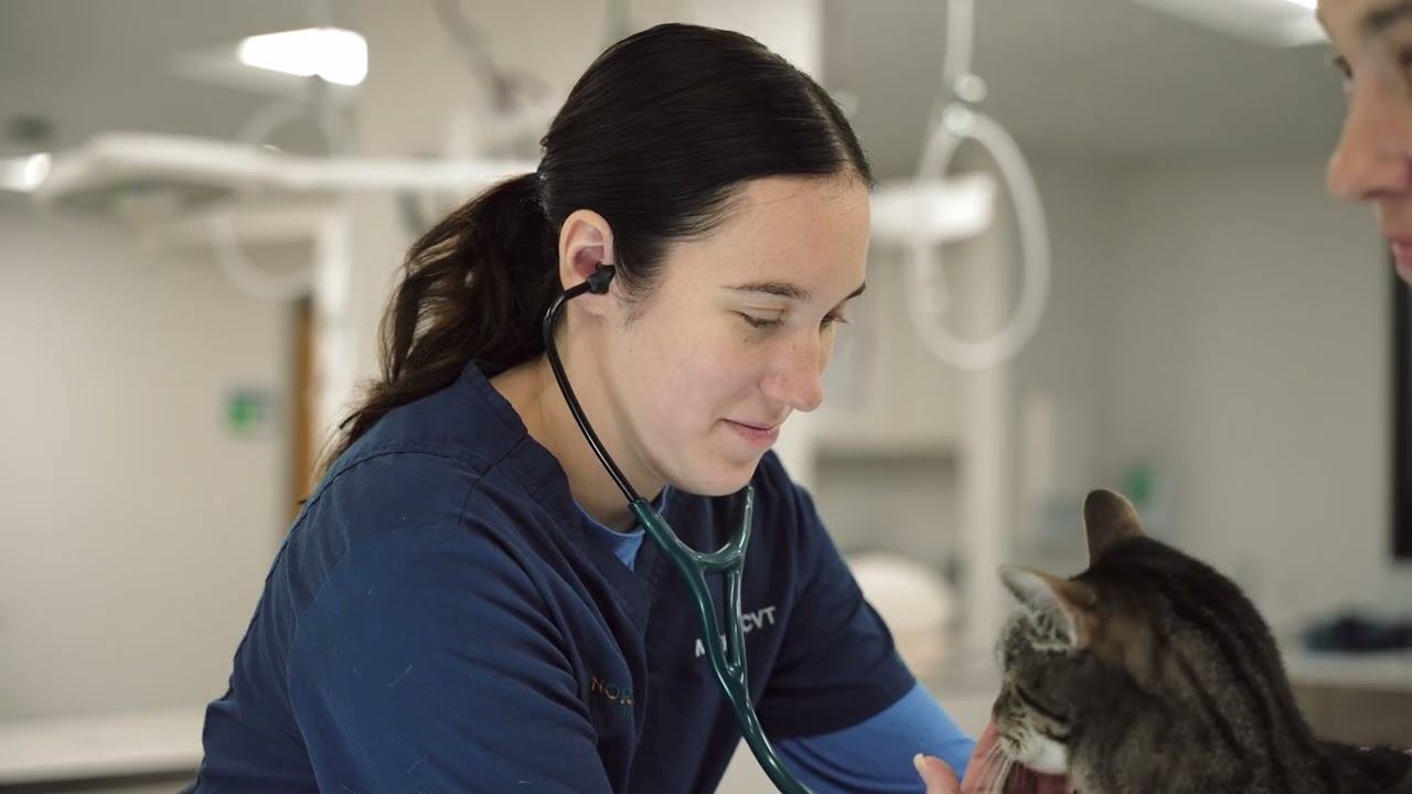 Thumbnail for Northfield Social Availability video