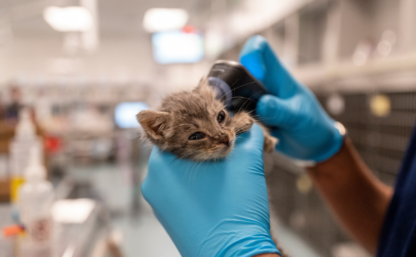 Cat getting its temperature checked