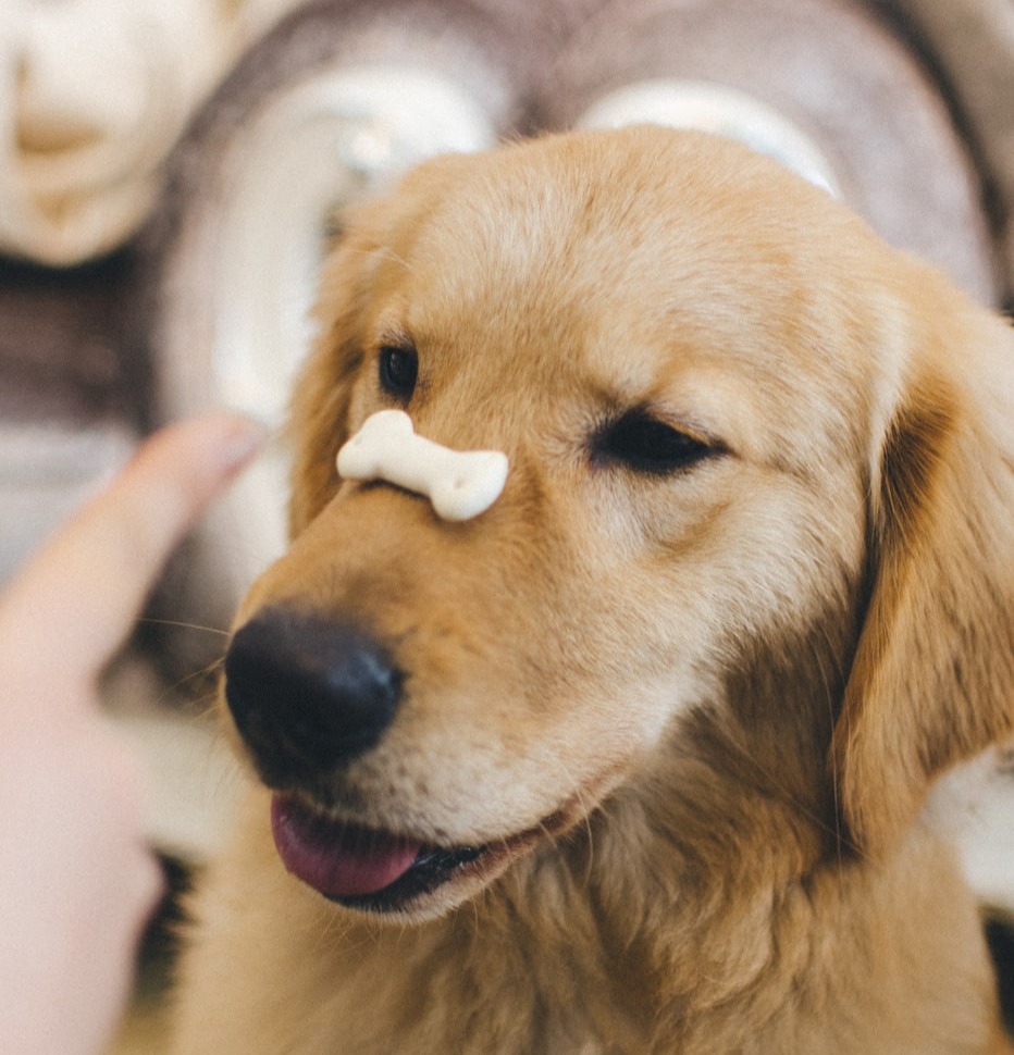 brown dog looking at his food