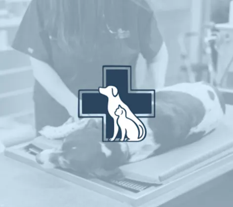 Dog lying on a lab table and an emergency cat and dog pet logo Dog lying on a lab table and an emergency cat and dog pet logo