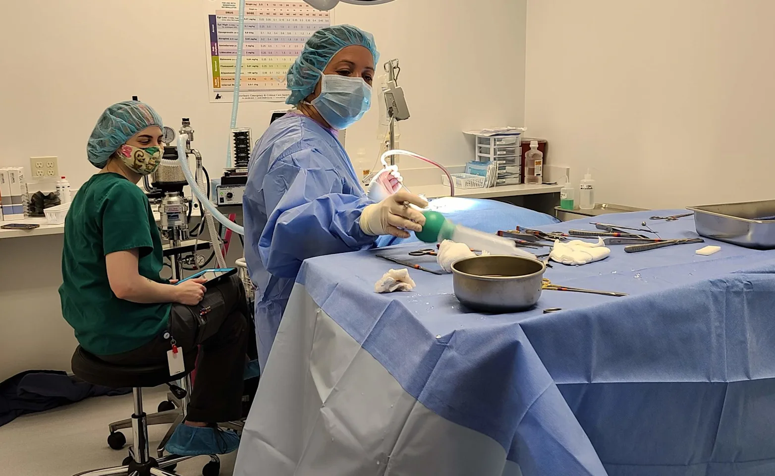 Veterinarian performing surgery Veterinarian performing surgery