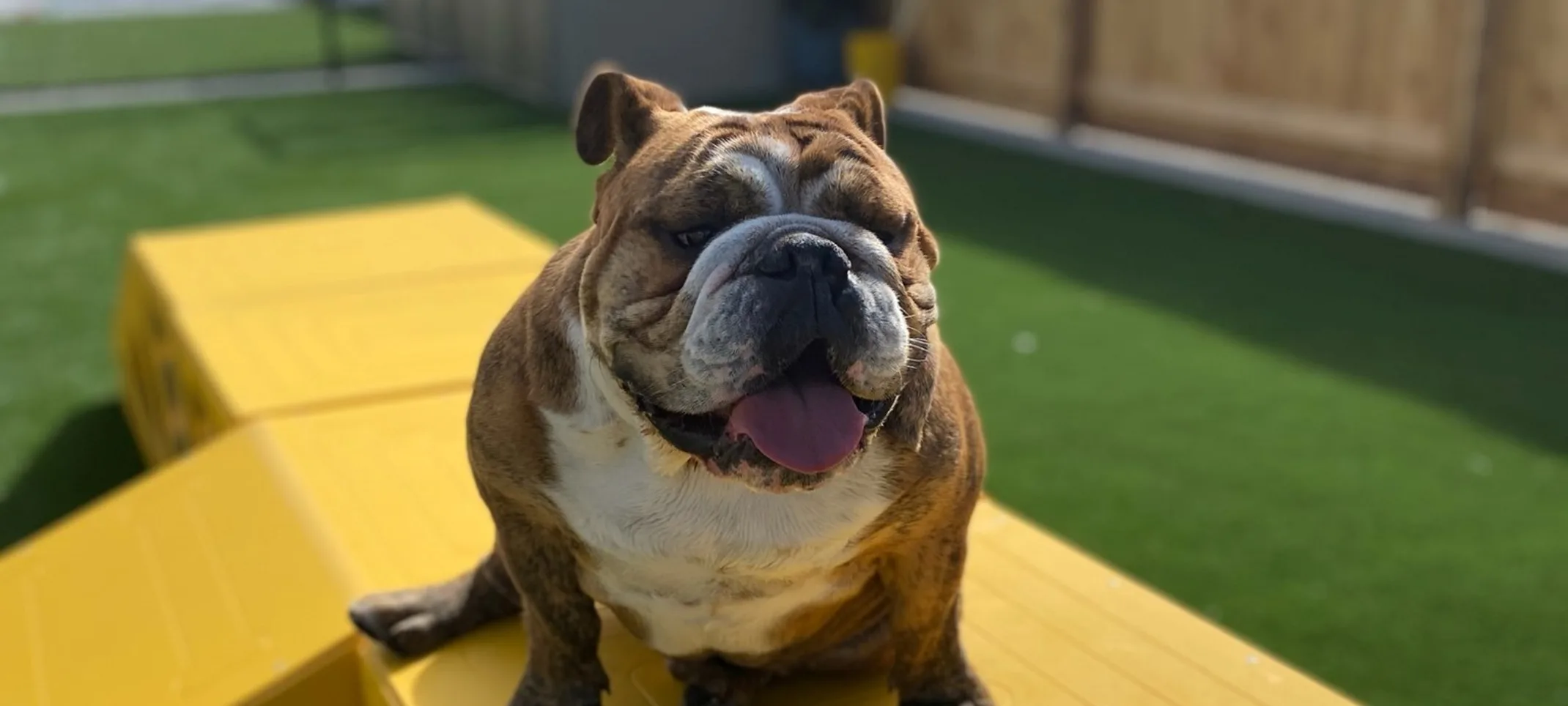 Happy bulldog sitting on a playset in the play yard. Happy bulldog sitting on a playset in the play yard.