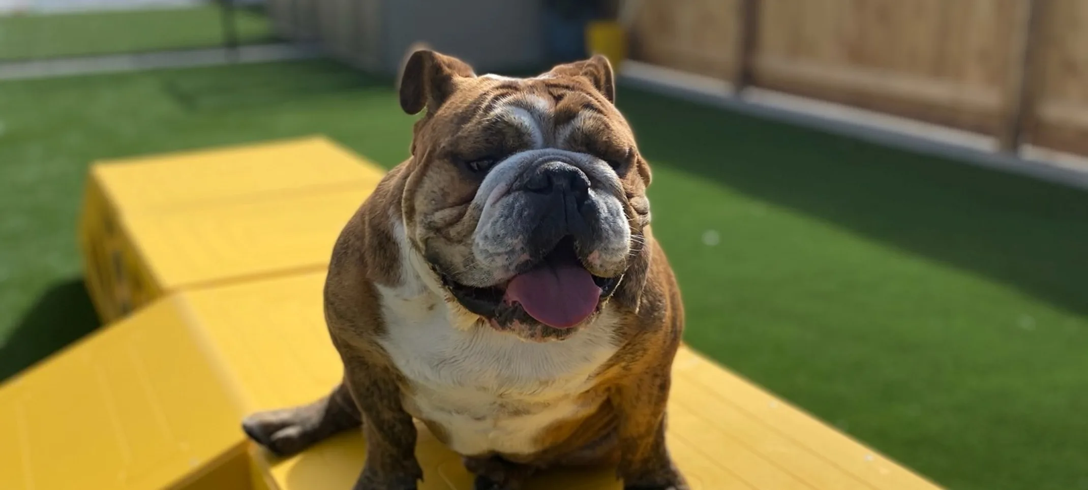 Happy bulldog sitting on a playset in the play yard.