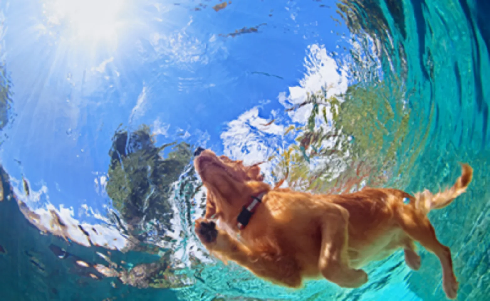 dog swimming dog swimming