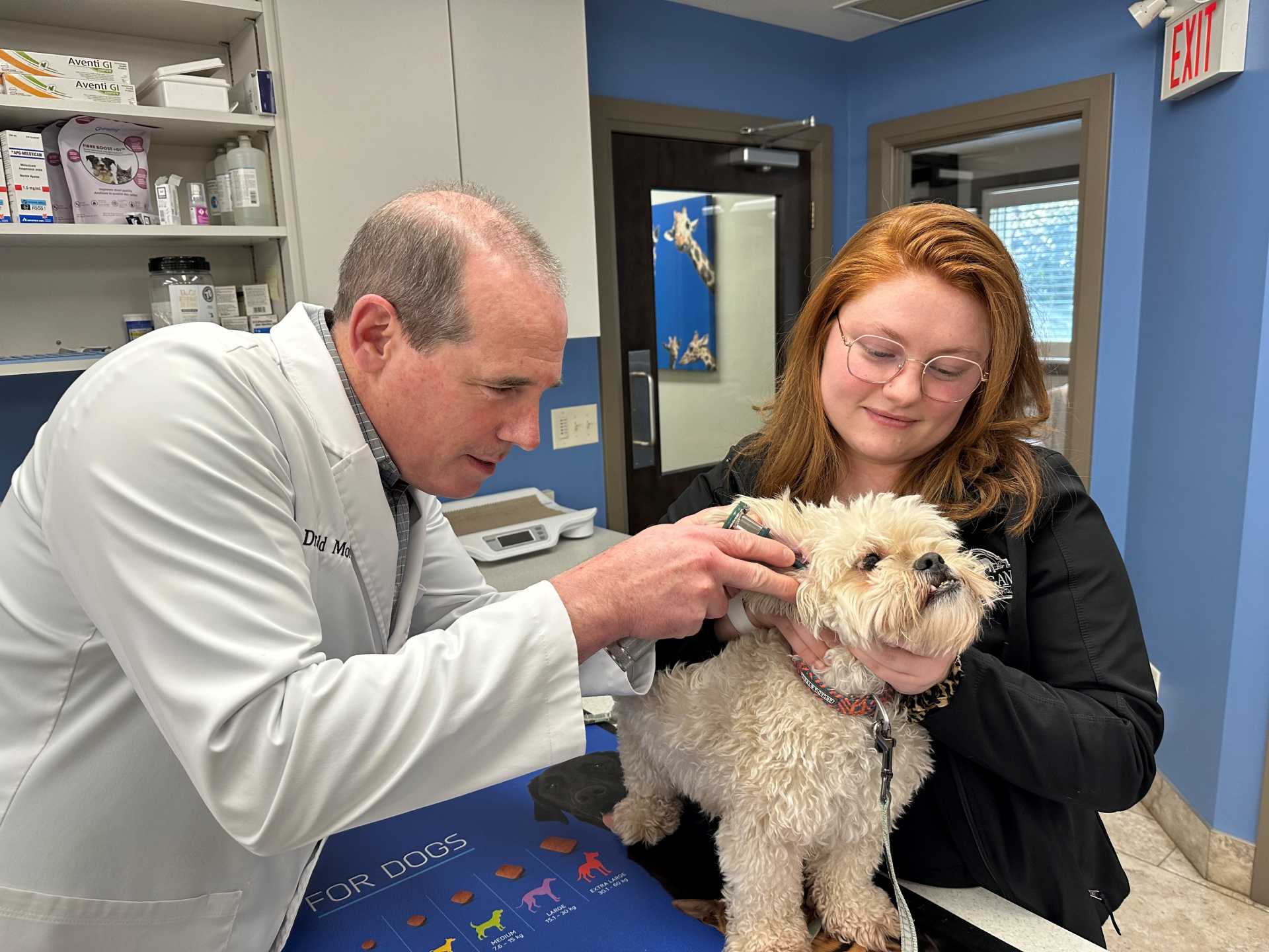 Veterinarian and staff looking at dog