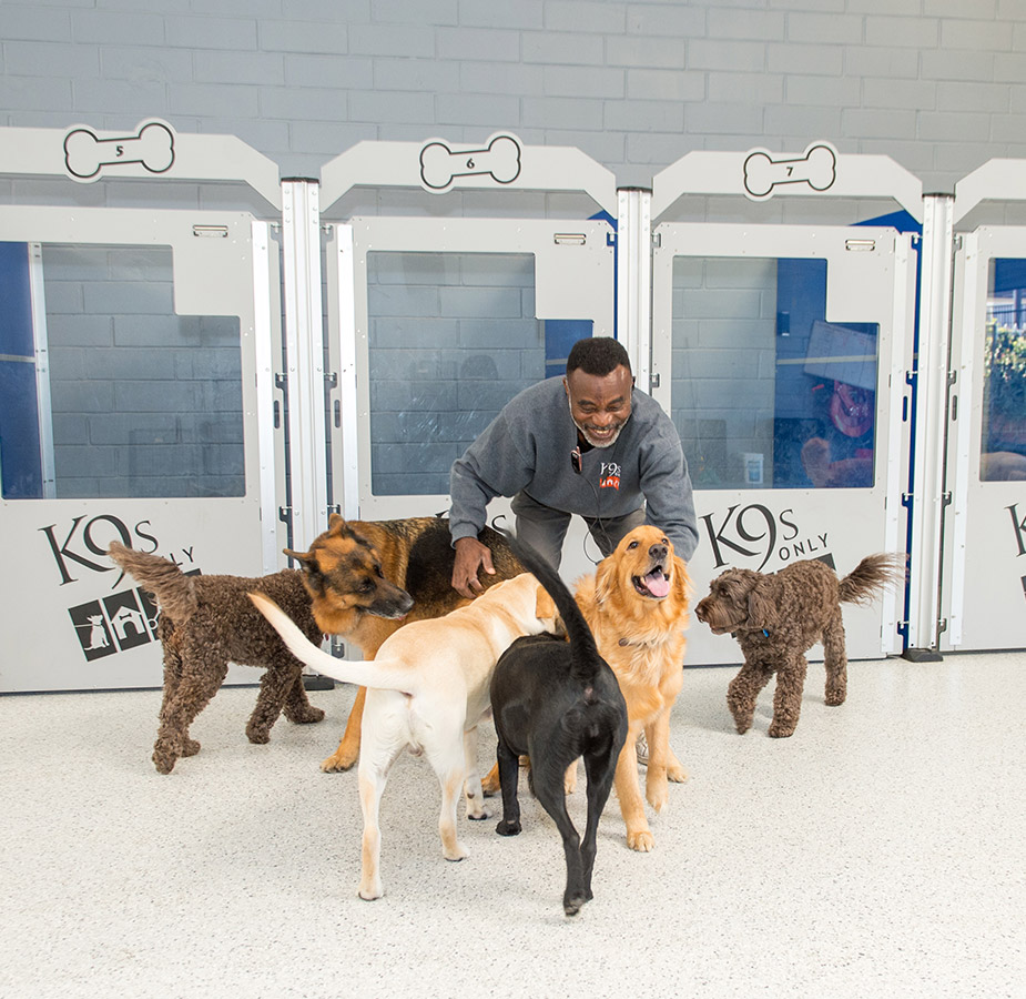Staff Playing With Dogs