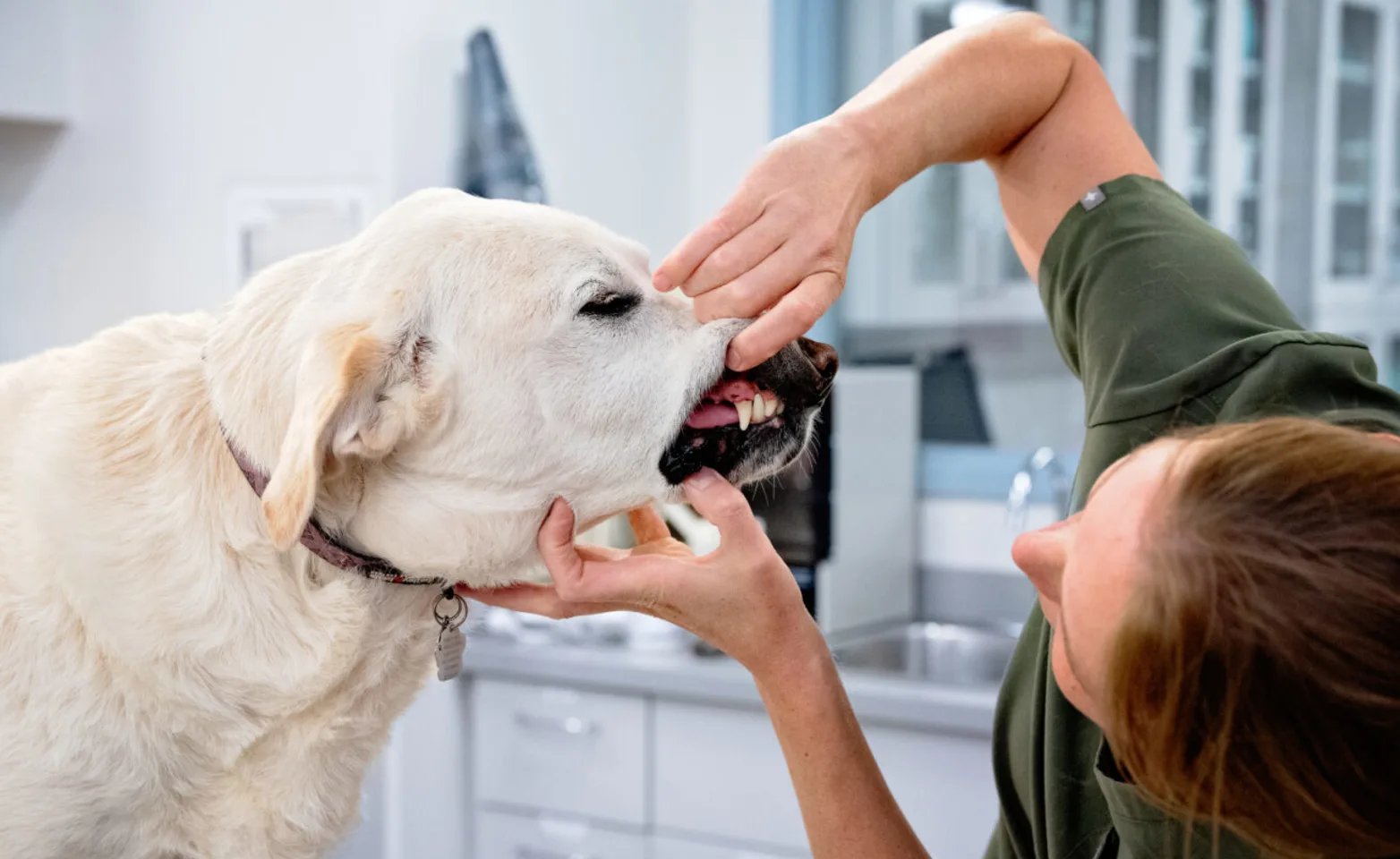 Vet checking a dog's teeth Vet checking a dog's teeth
