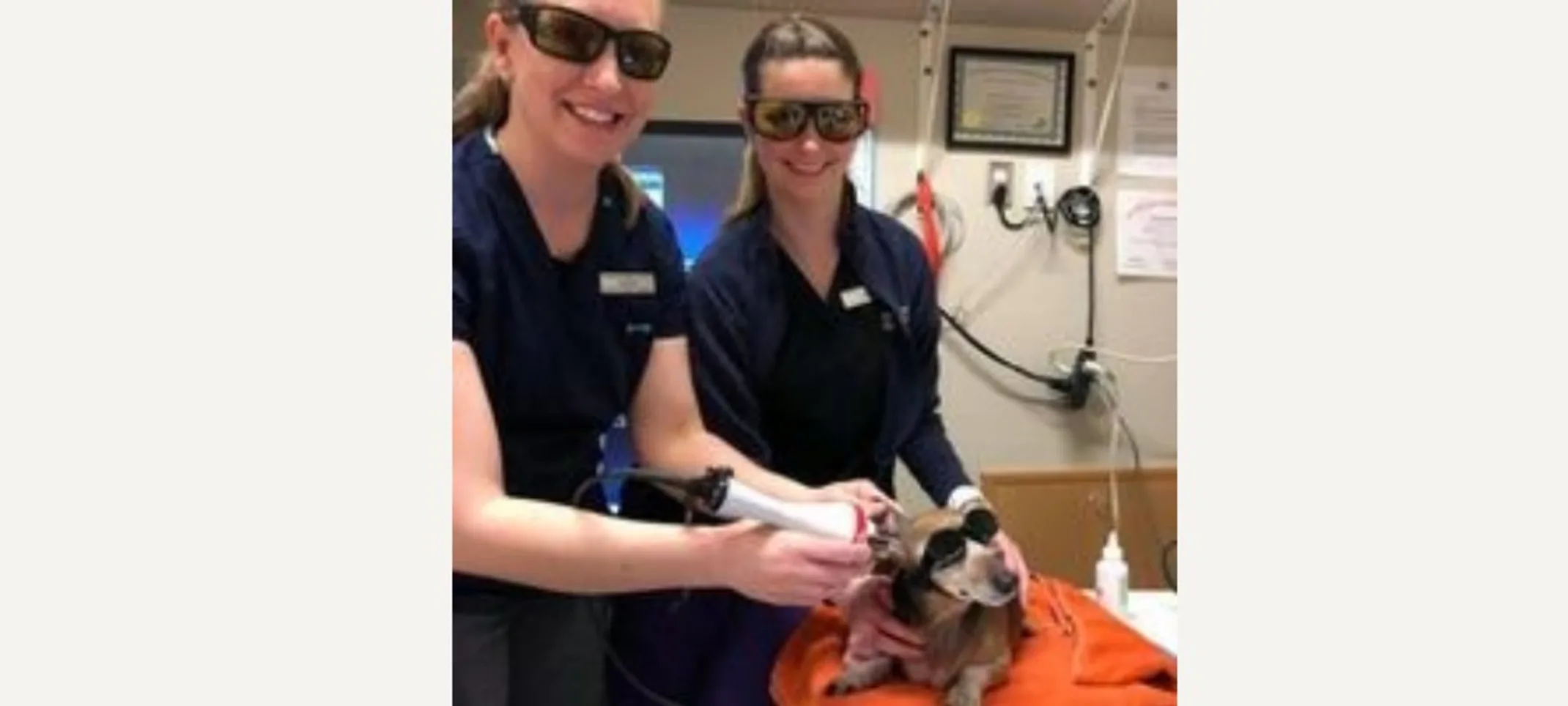 Veterinary tech and dog receiving laser therapy Veterinary tech and dog receiving laser therapy