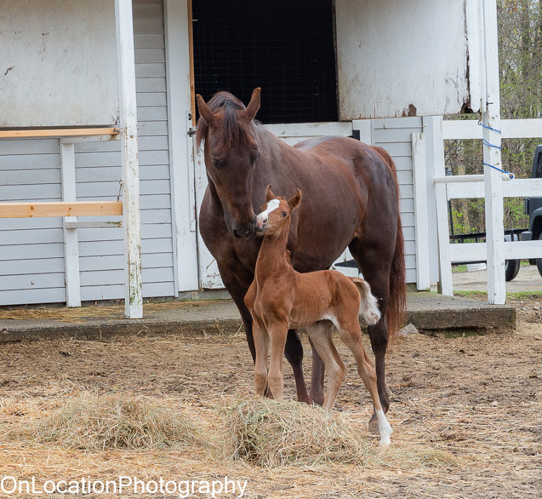 mare and foal standing on hay