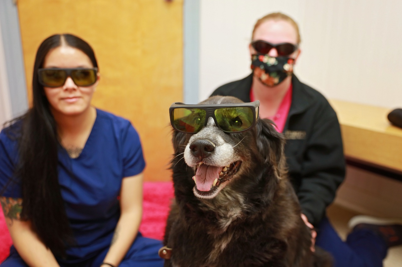 Laser Dog Glasses at Ferry Farm Animal Clinic