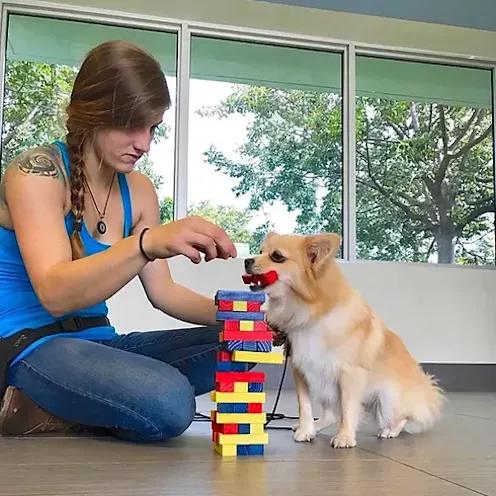 Lauderdale Pet Lodge Trainer, Hannah, playing with a dog Lauderdale Pet Lodge Trainer, Hannah, playing with a dog