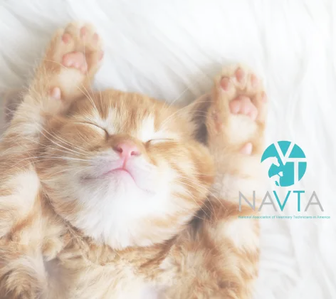 Cat laying on sheets Cat laying on sheets