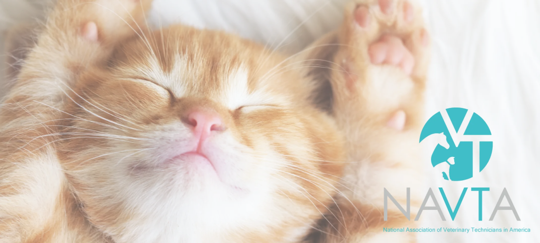 Cat laying on sheets Cat laying on sheets