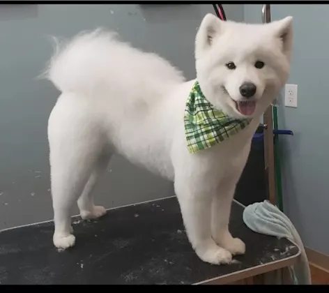 White groomed dog standing on a table White groomed dog standing on a table