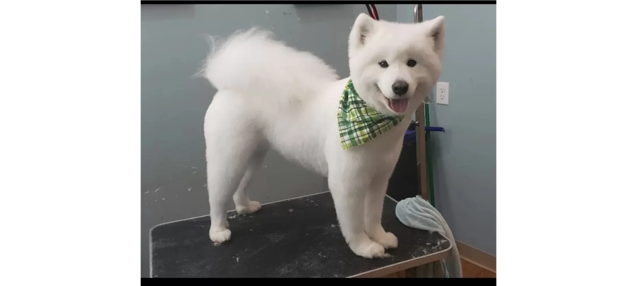 White groomed dog standing on a table White groomed dog standing on a table