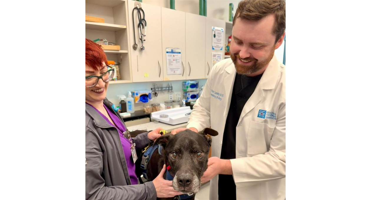 veterinary dermatologist at GCVS Houston