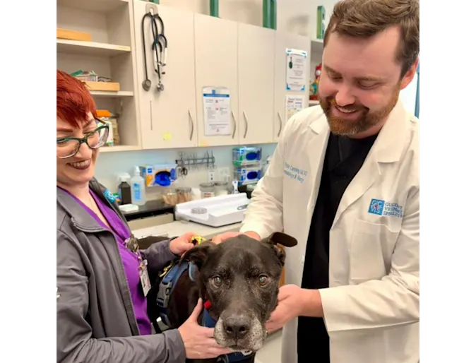 veterinary dermatologist at GCVS Houston veterinary dermatologist at GCVS Houston