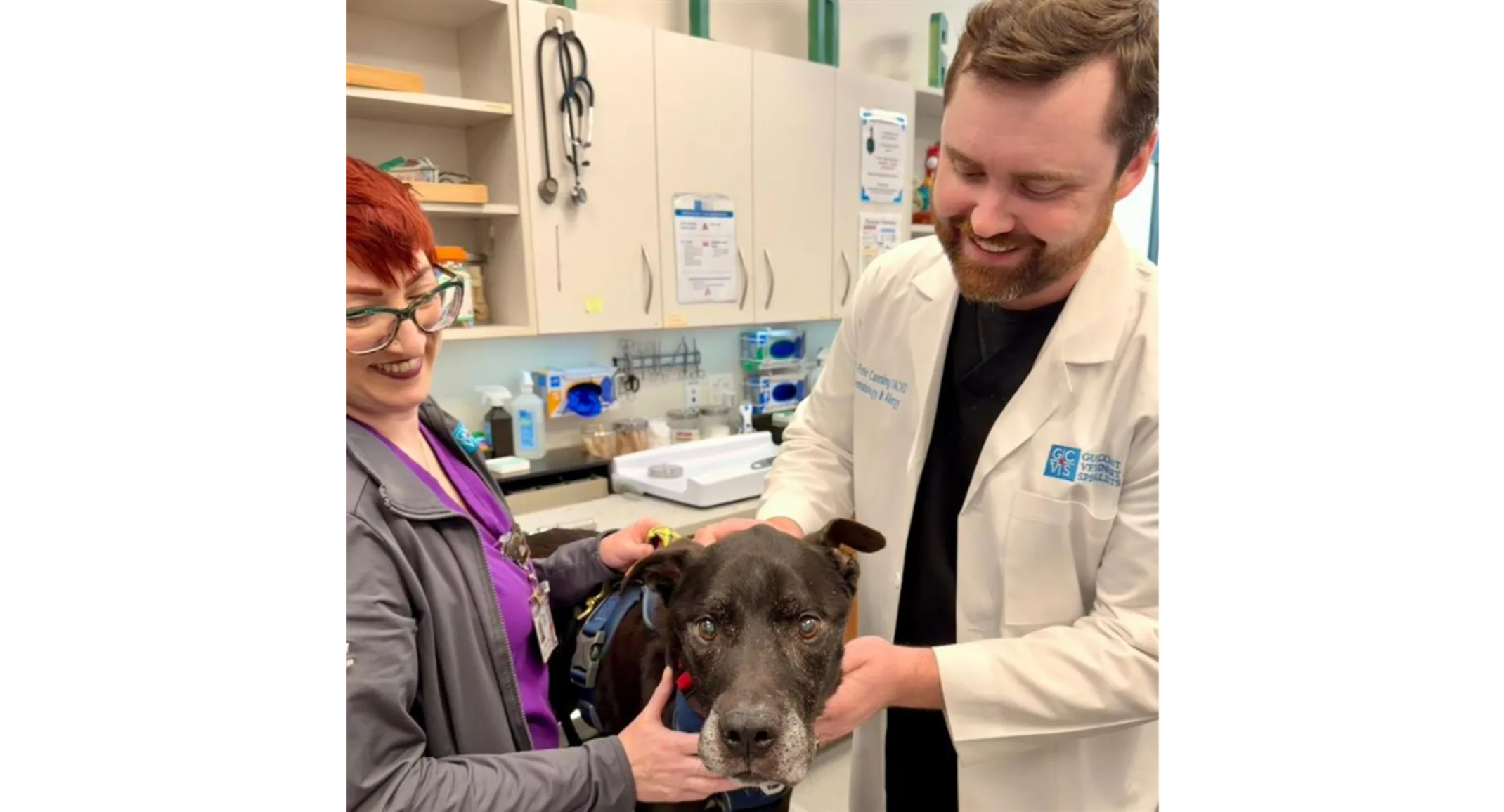 veterinary dermatologist at GCVS Houston veterinary dermatologist at GCVS Houston