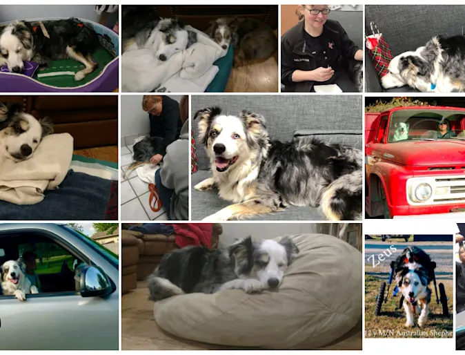 Collage of Zeus the aussie Collage of Zeus the aussie