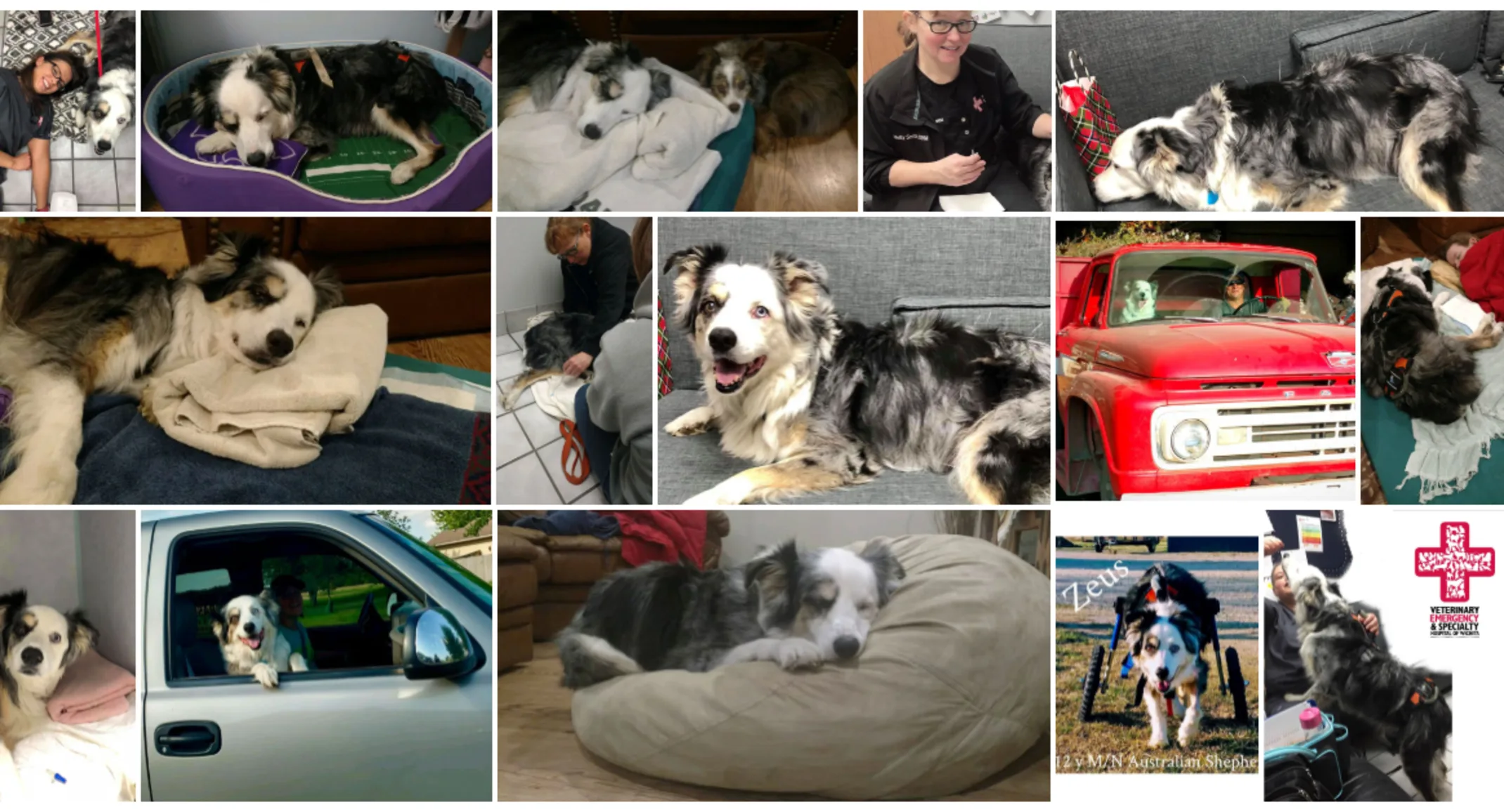 Collage of Zeus the aussie Collage of Zeus the aussie