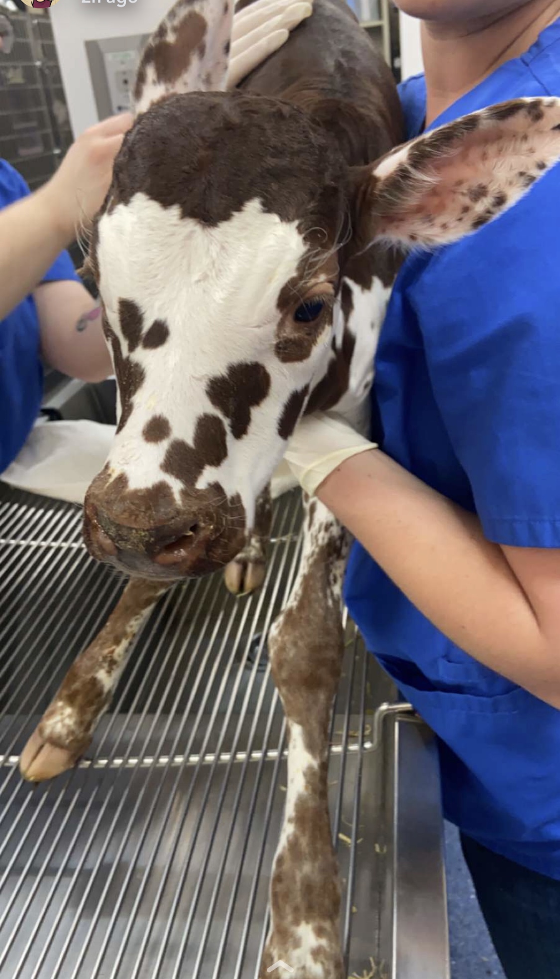 Baby calf client