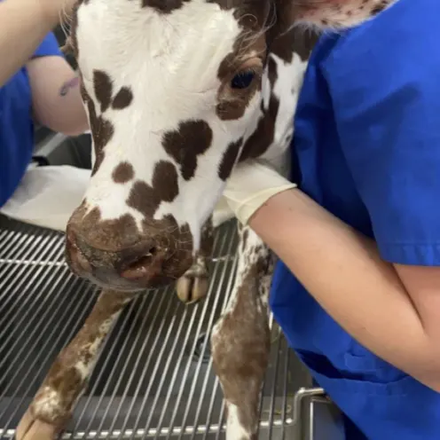 Baby calf client
