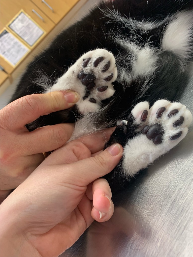 Cute toe beans at Frisco Animal Hospital