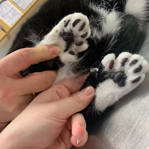 Cute toe beans at Frisco Animal Hospital Cute toe beans at Frisco Animal Hospital