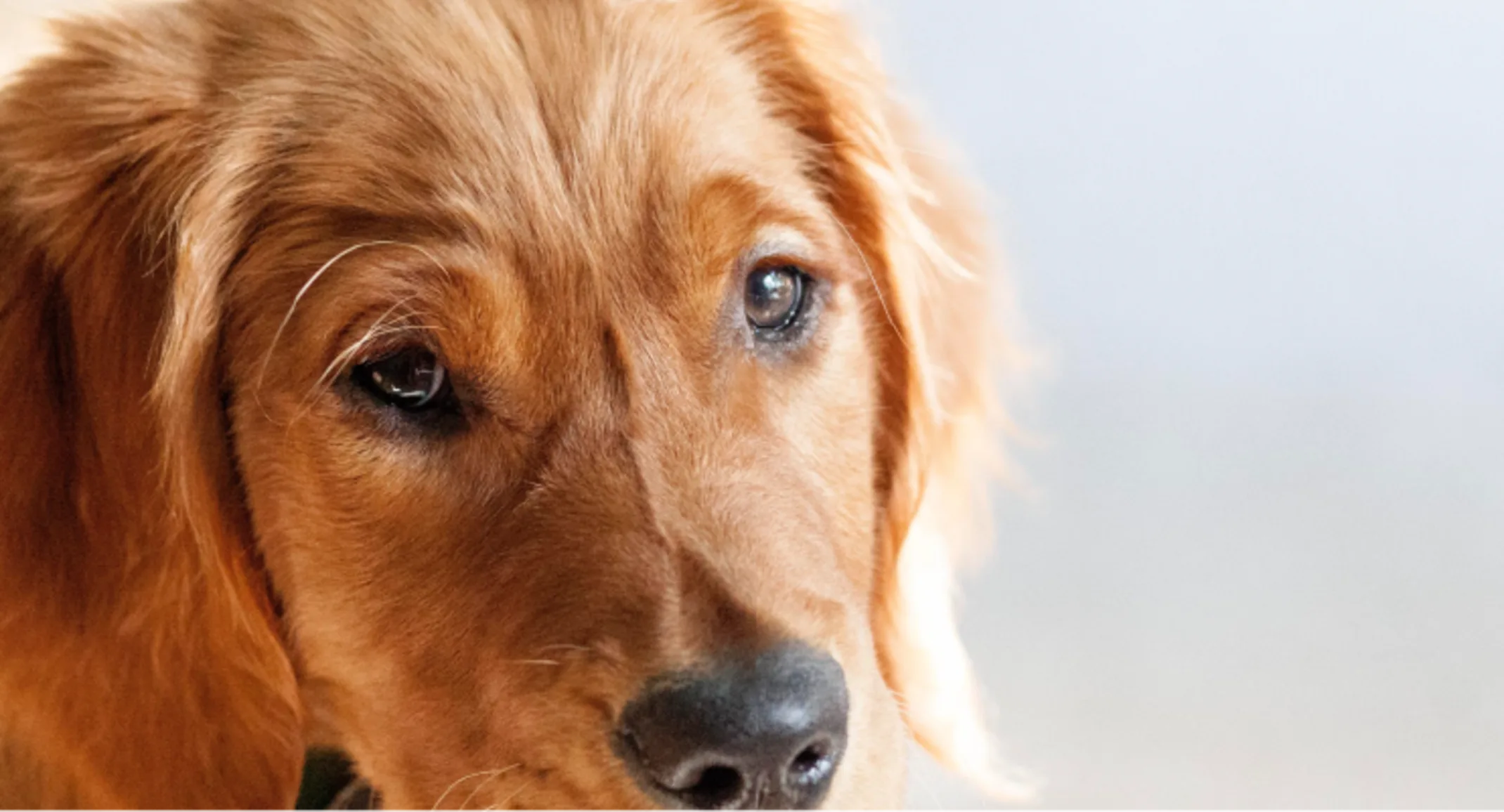 Dog sitting on a couch Dog sitting on a couch