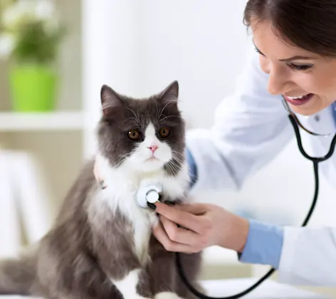 Woman Checking Cat's Heart Woman Checking Cat's Heart