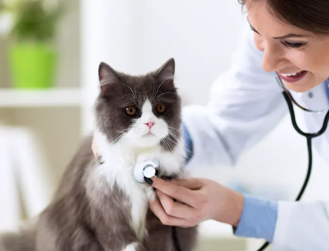 Woman Checking Cat's Heart Woman Checking Cat's Heart