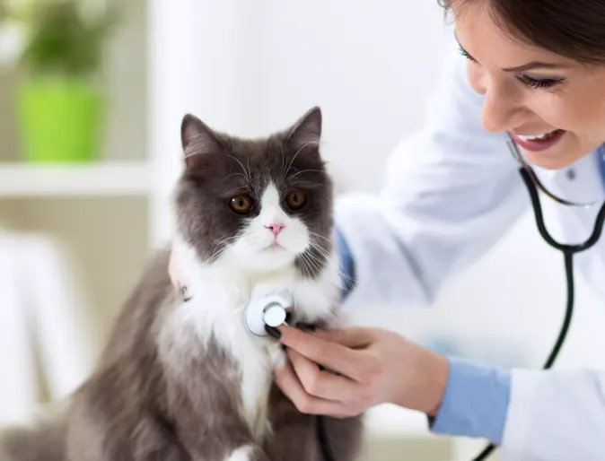 Woman Checking Cat's Heart 