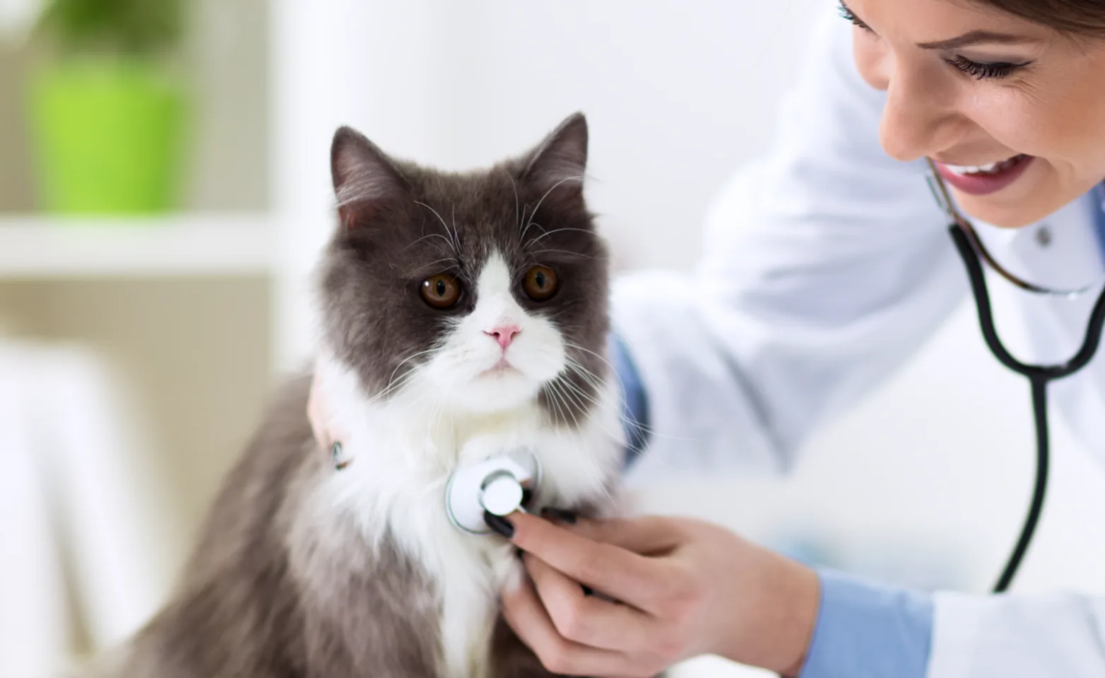 Woman Checking Cat's Heart Woman Checking Cat's Heart