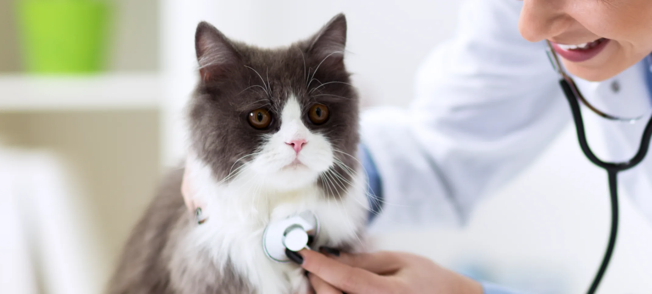 Woman Checking Cat's Heart Woman Checking Cat's Heart