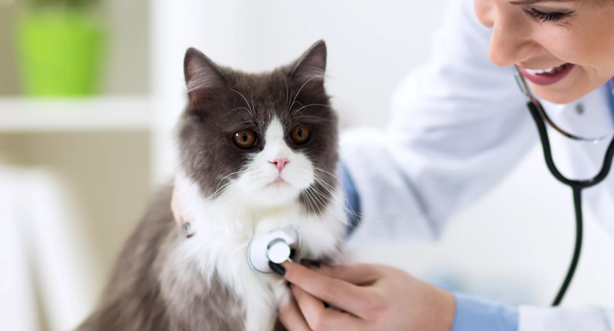 Woman Checking Cat's Heart Woman Checking Cat's Heart