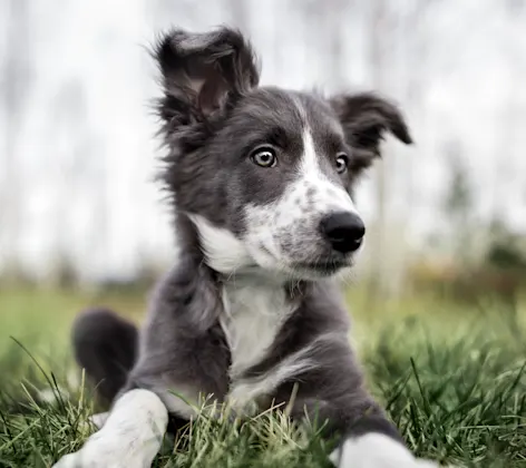 Dog sitting in grass