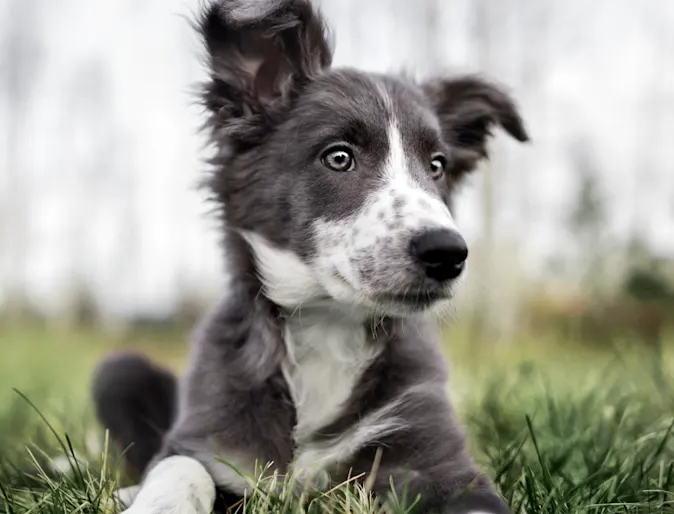 Dog sitting in grass