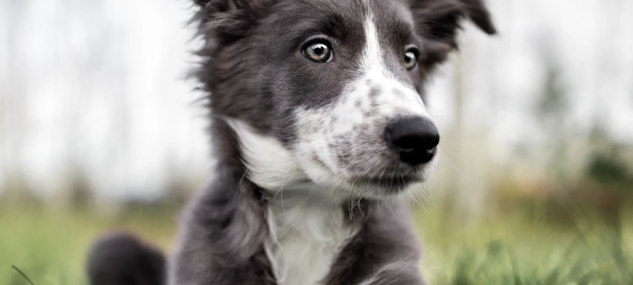 Dog sitting in grass Dog sitting in grass