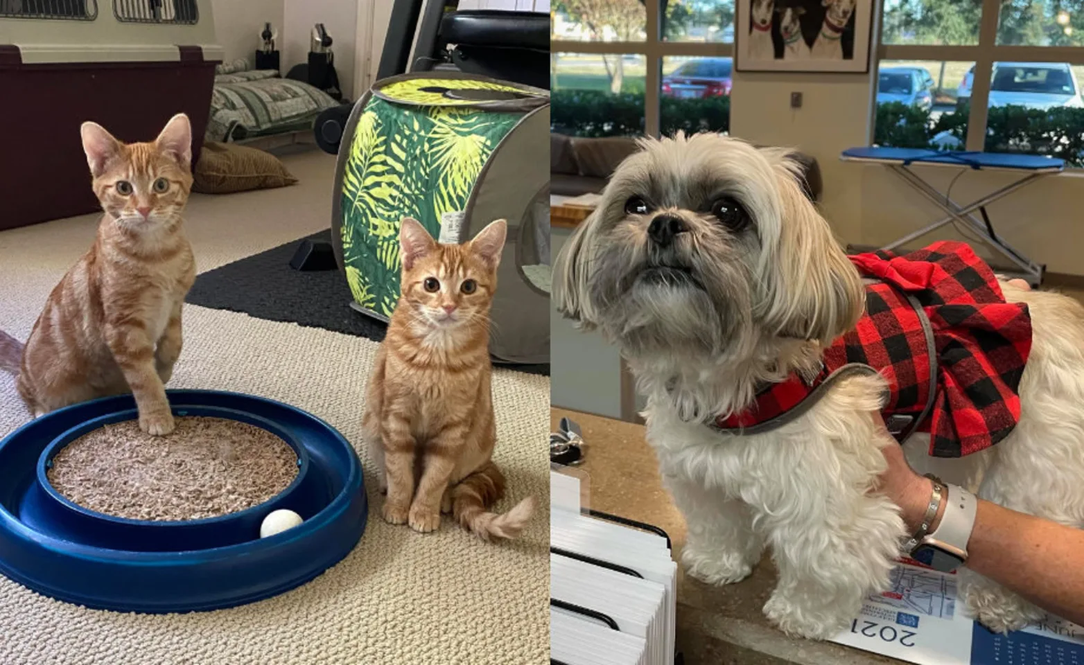 A small dog and two cats at Stuebner Airline Veterinary Hospital A small dog and two cats at Stuebner Airline Veterinary Hospital