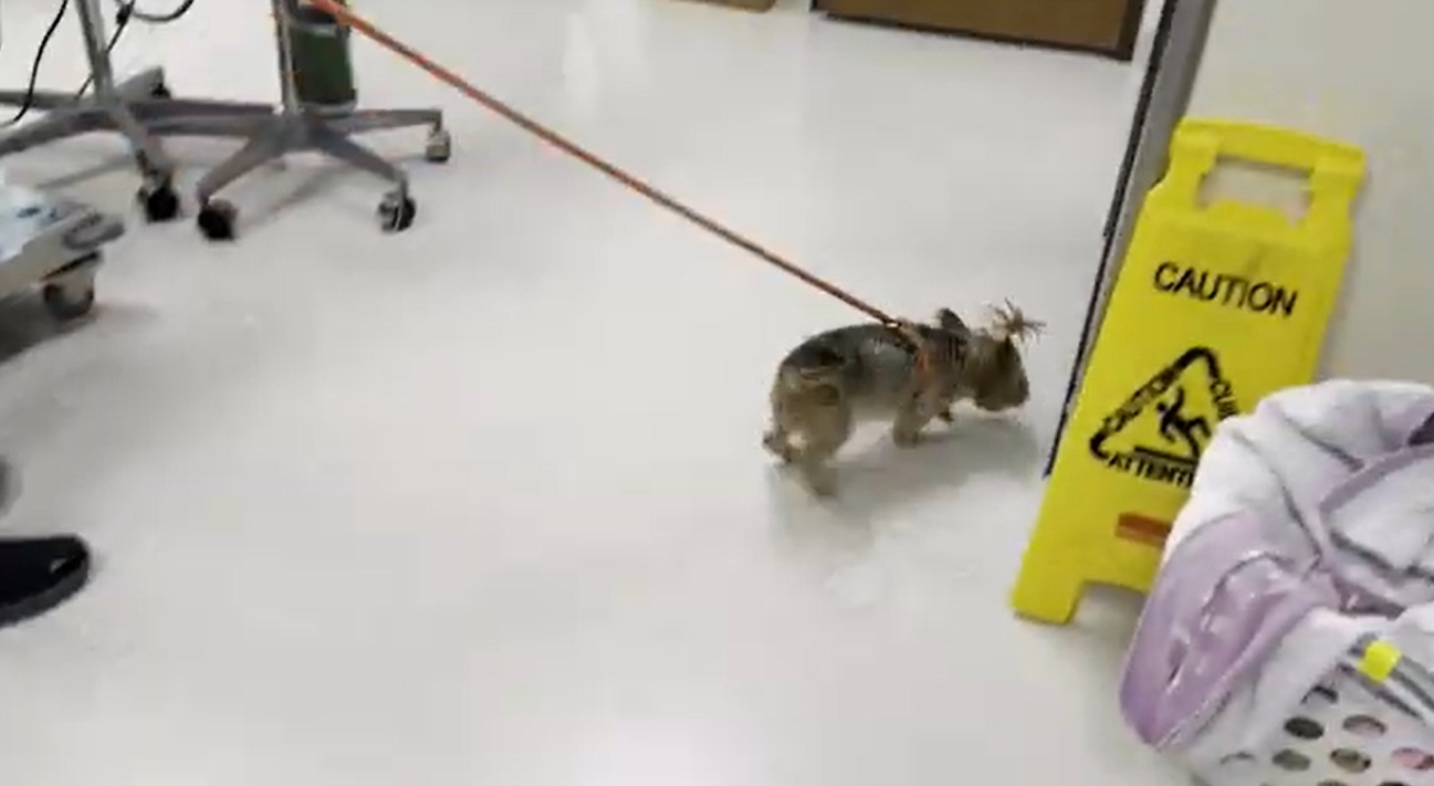Yorkshire dog walking on concrete floor indoors.