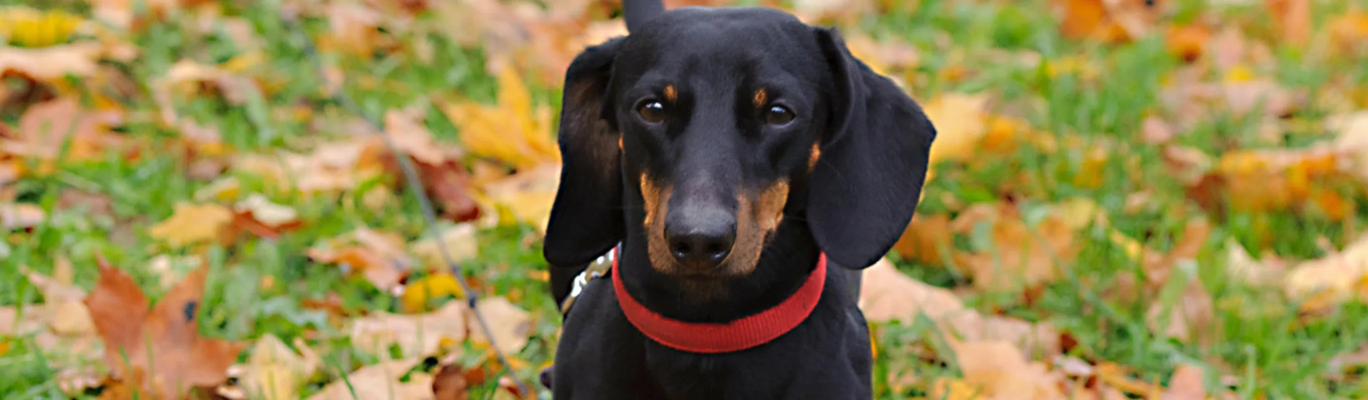 Dachshund is walking through a park with fallen leaves on the ground.